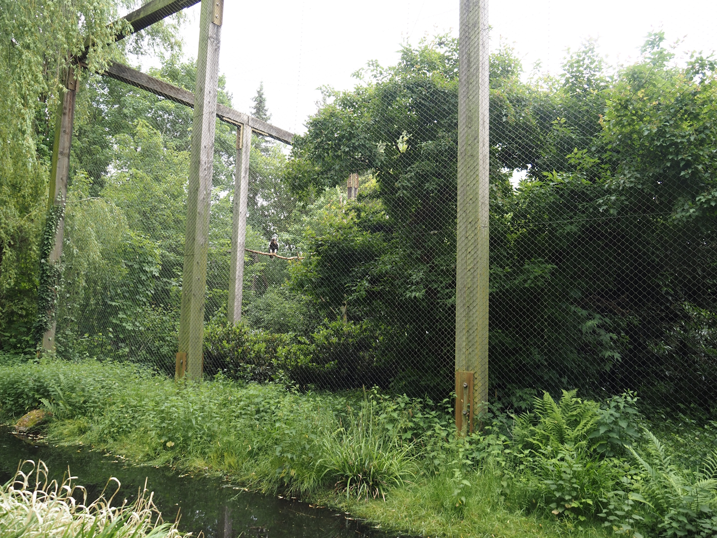 Steller's sea eagle aviary, 2024-05-21