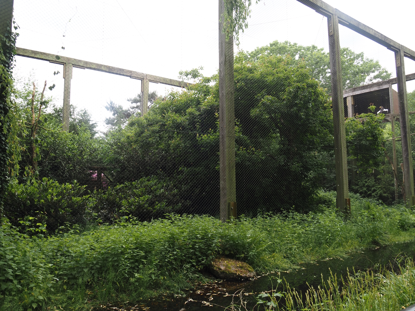 Steller's sea eagle aviary, 2024-05-21