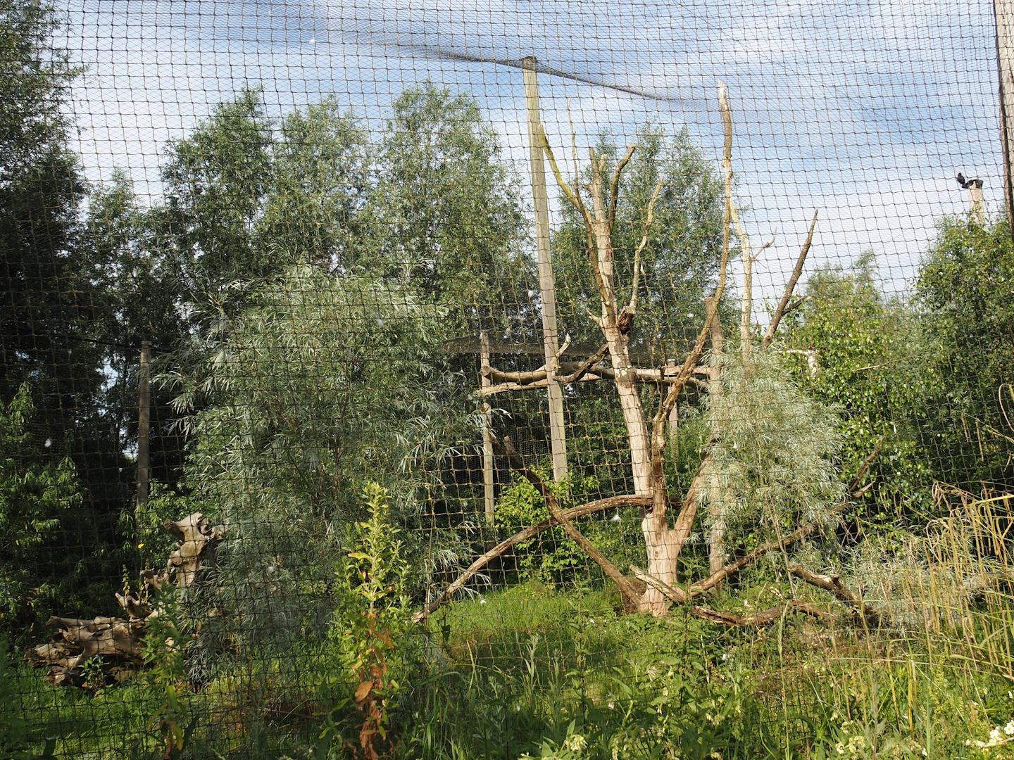 Steller's sea eagle aviary, 2024-06-30