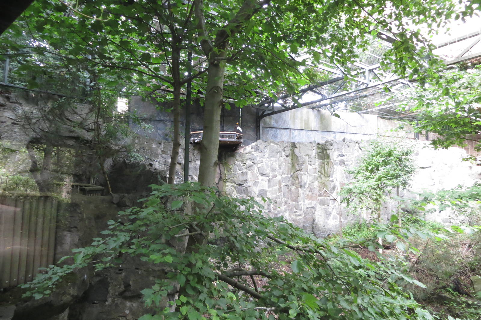 Stellers Sea Eagle aviary 240815