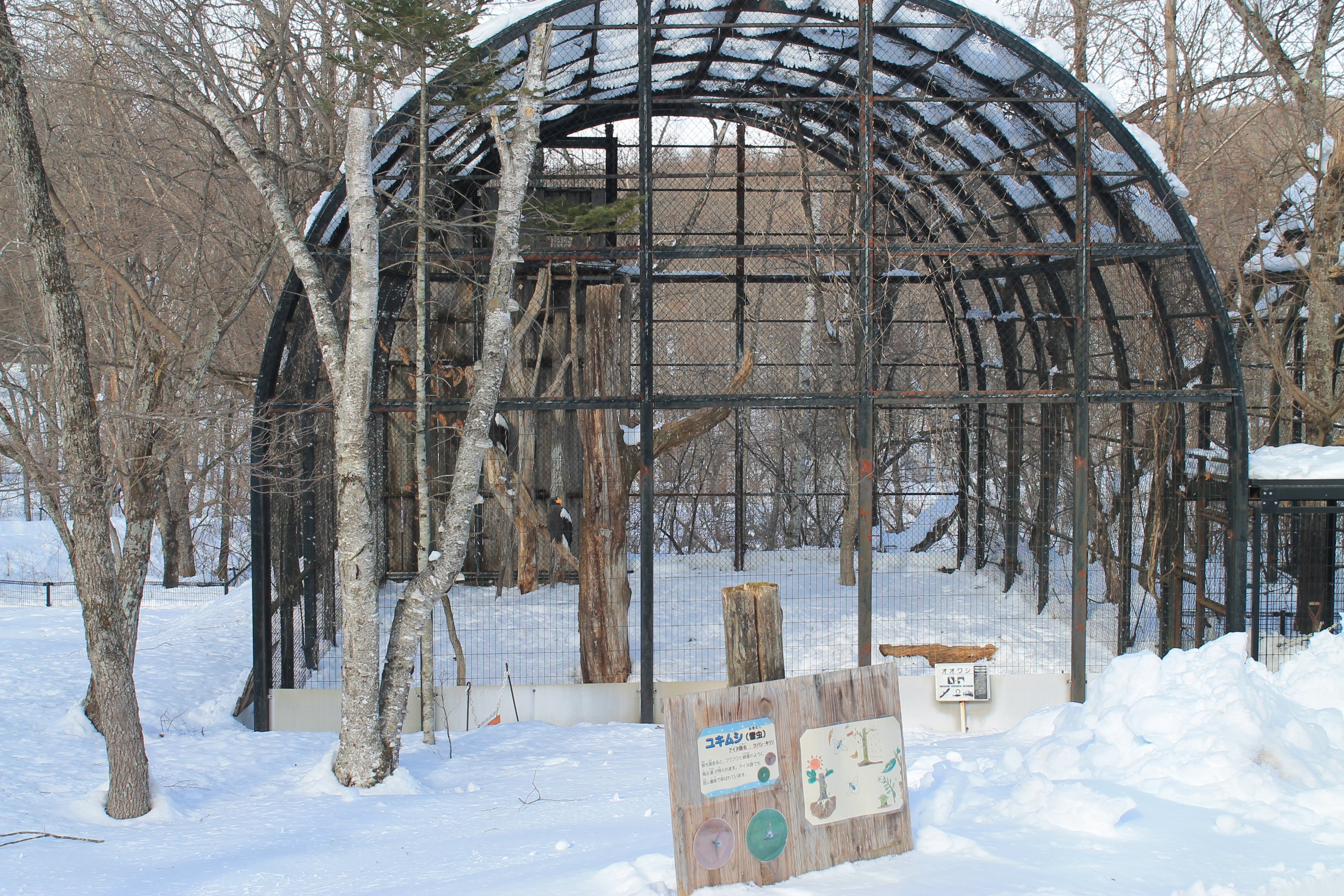 Steller's Sea Eagle aviary, Kushiro Zoo