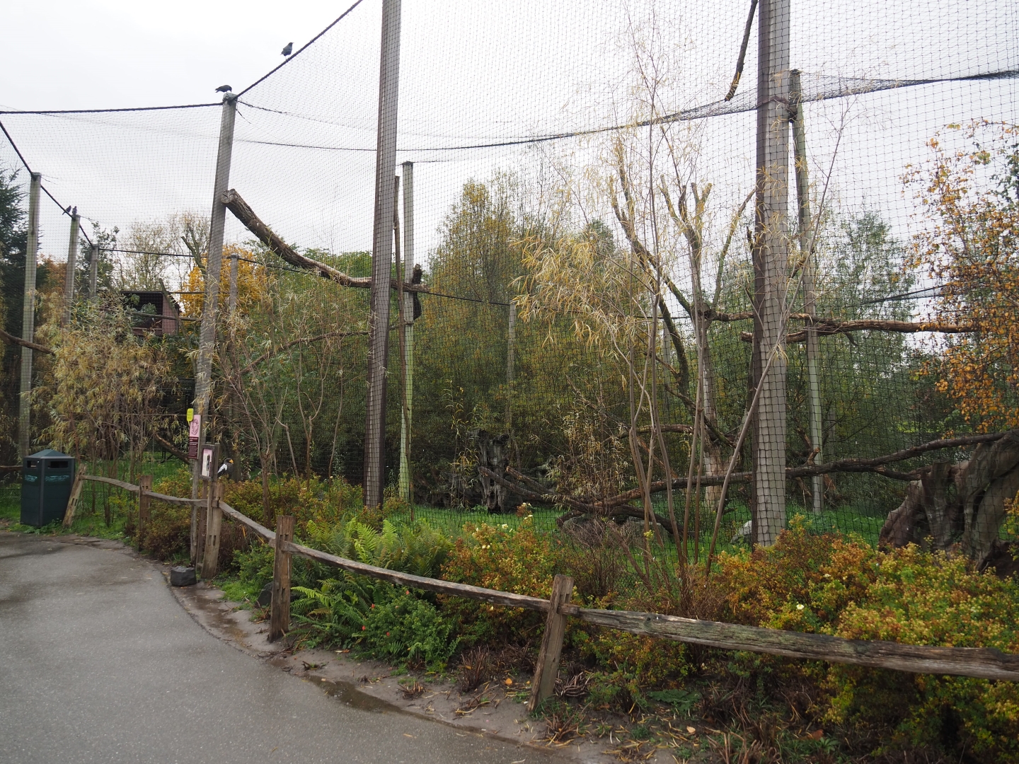 Steller's sea eagle aviary (Nov 10th, 2018)