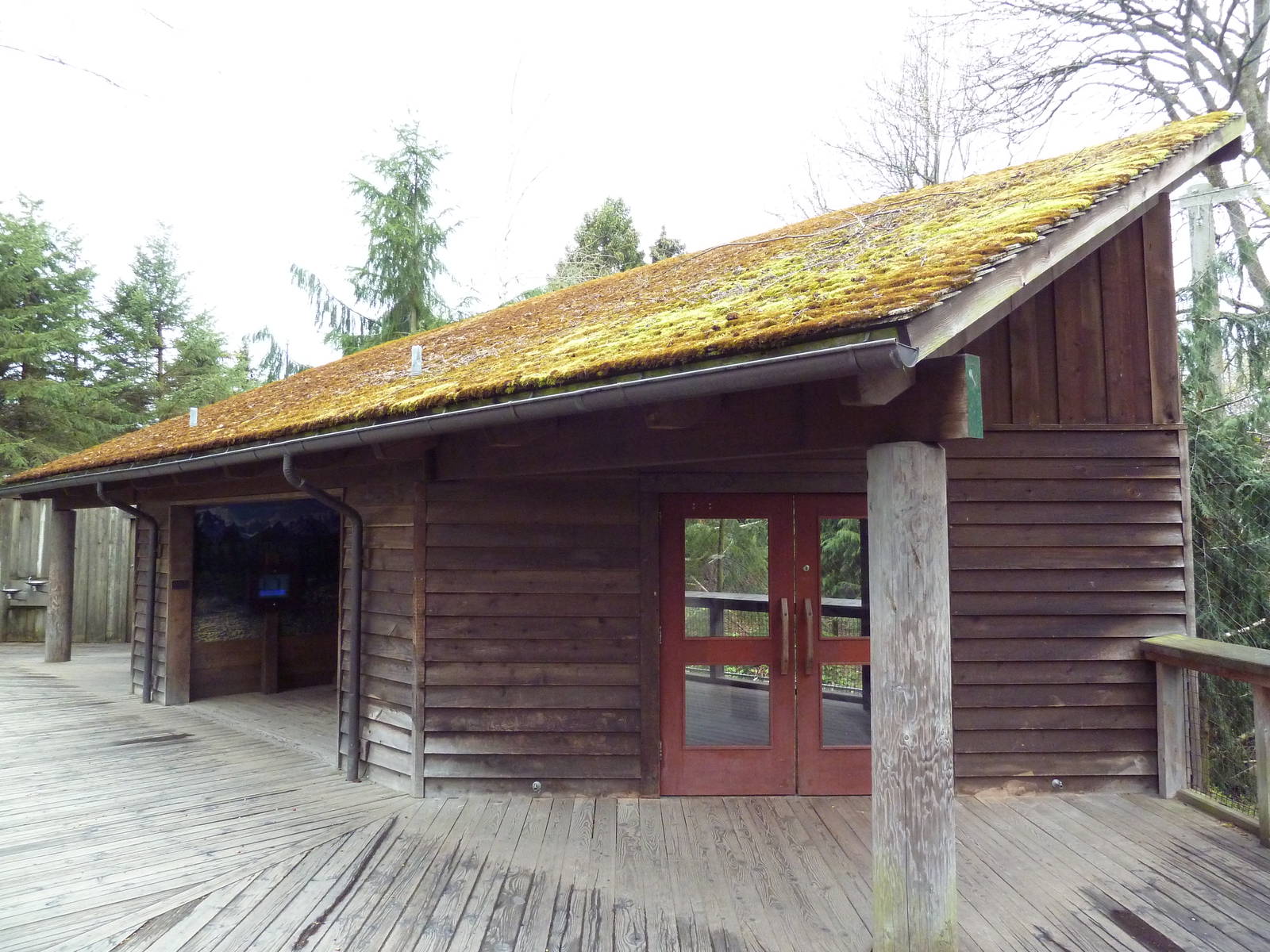 Steller's Sea Eagle Aviary
