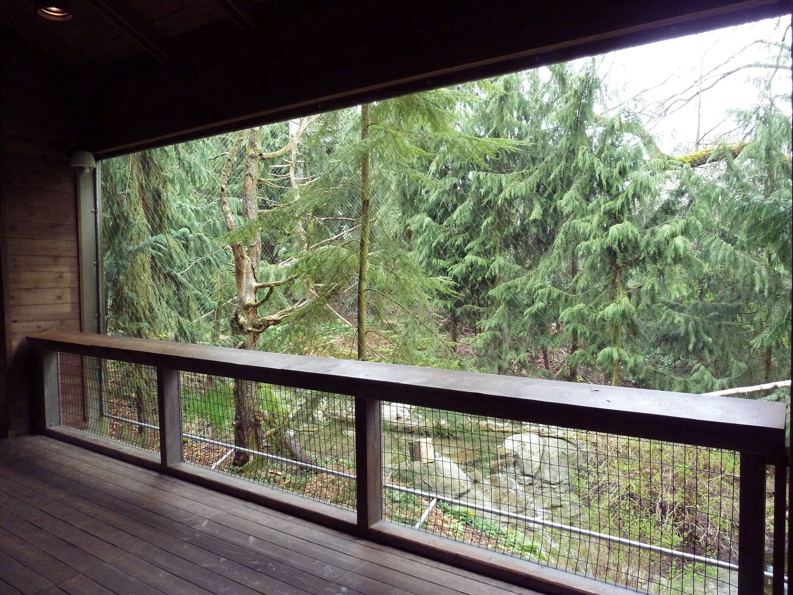 Steller's Sea Eagle Aviary