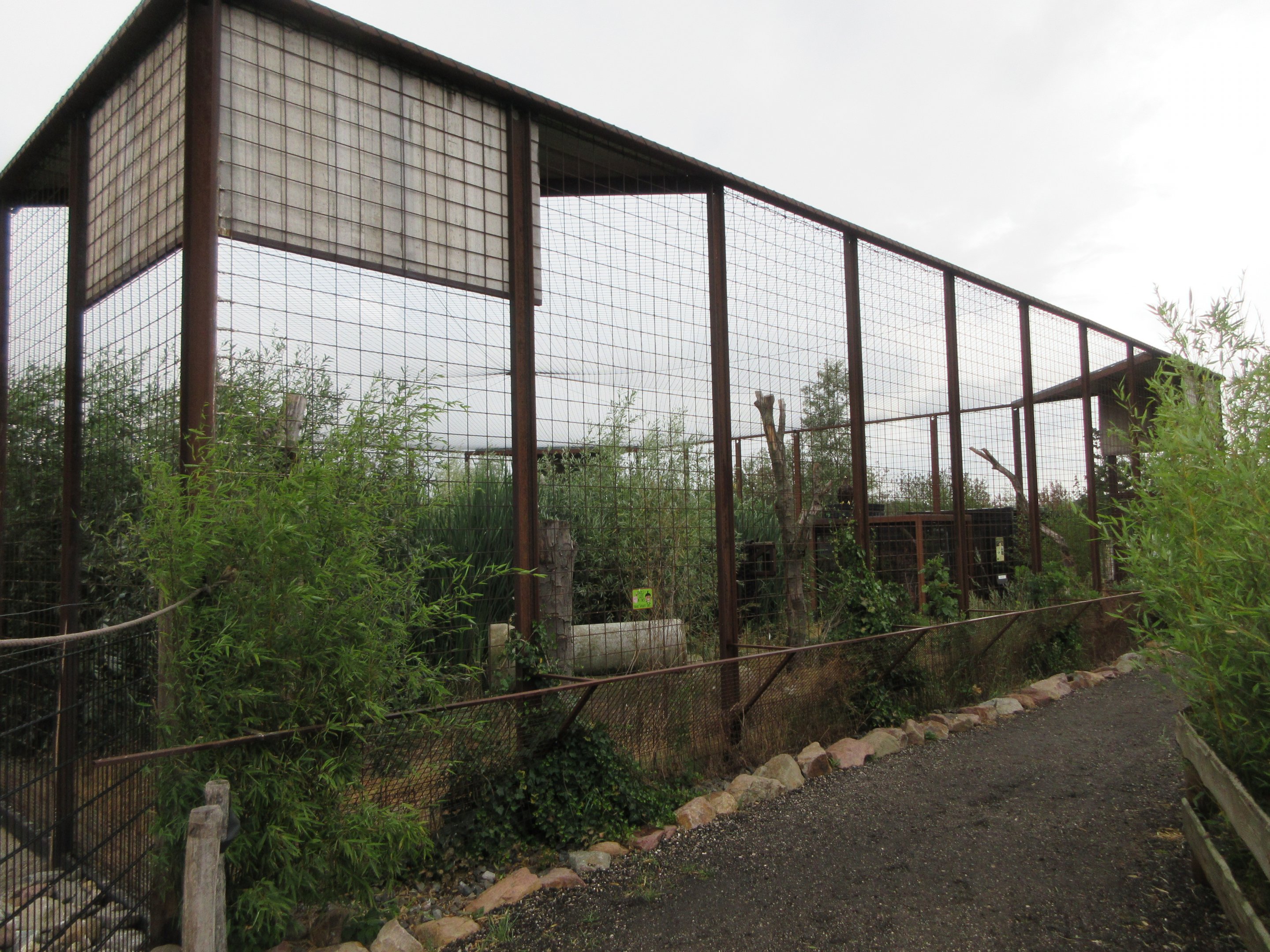 Steller's Sea Eagle Aviary