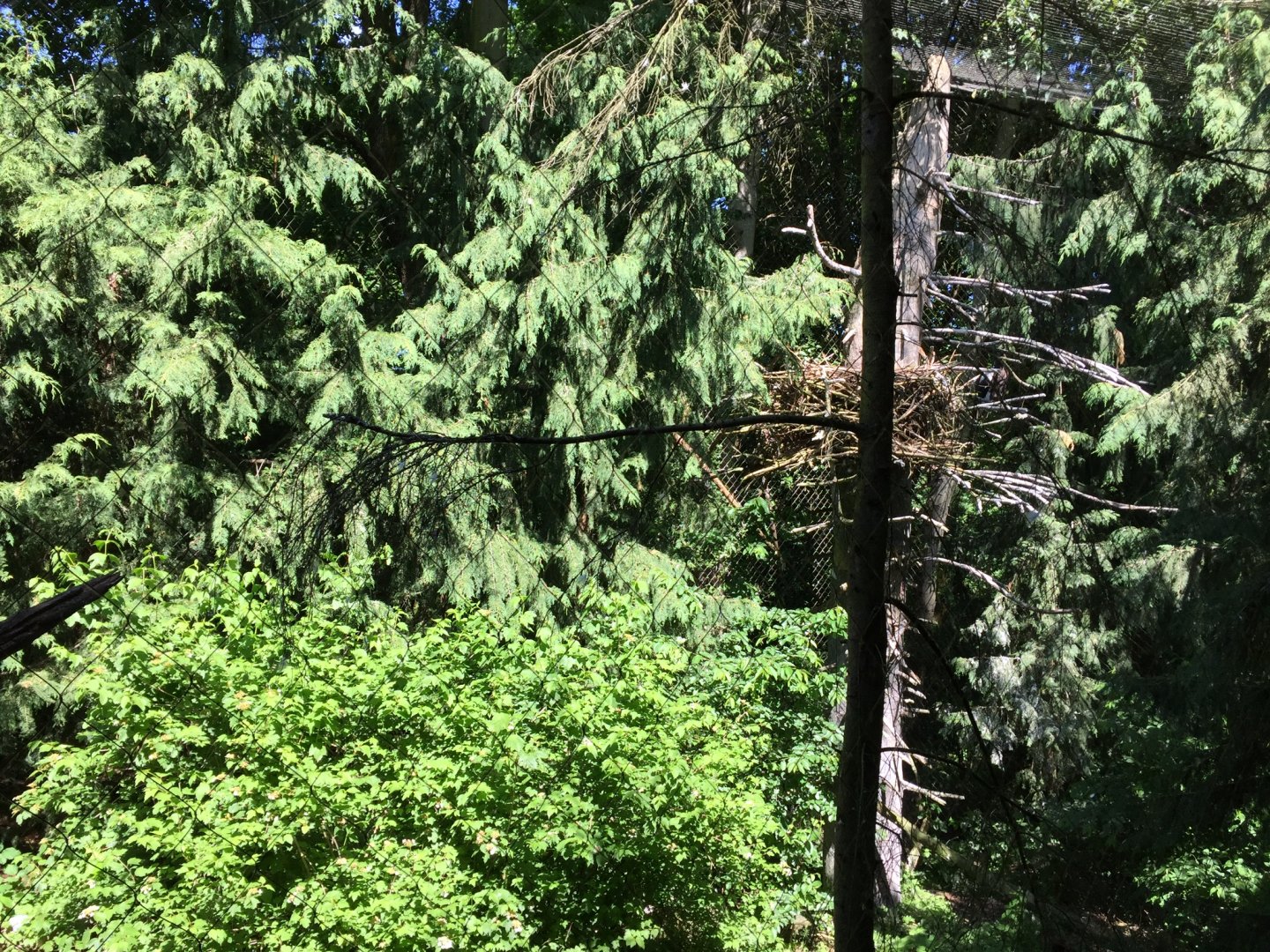 Steller’s Sea Eagle Aviary
