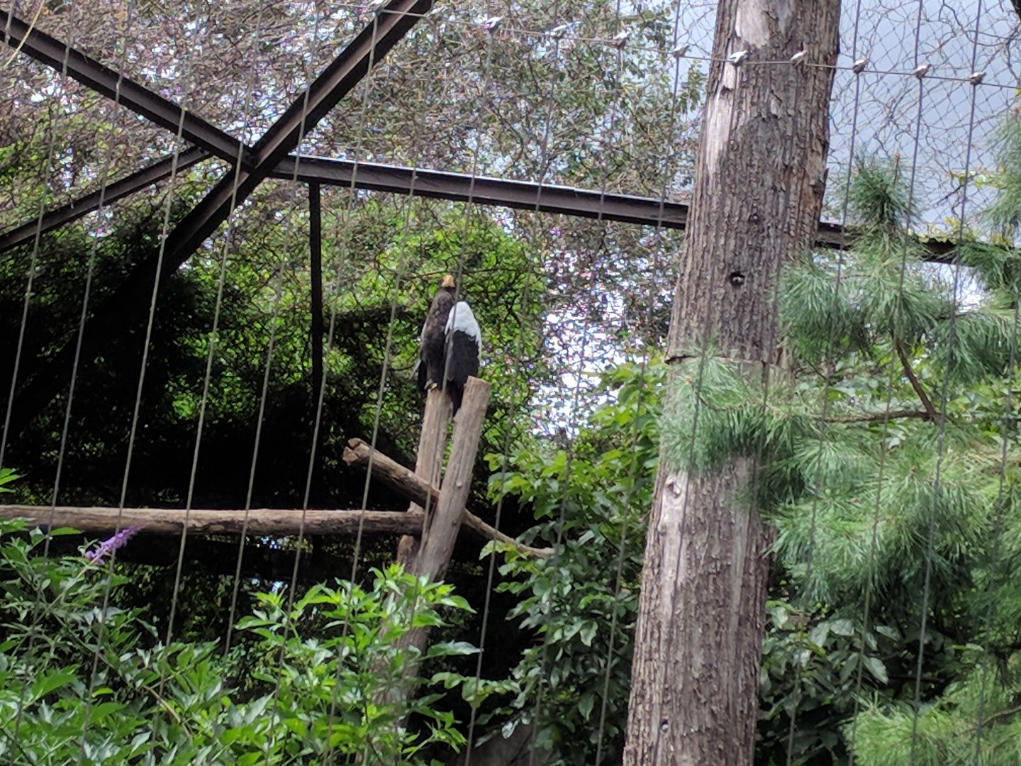 Stellers Sea Eagle Aviary
