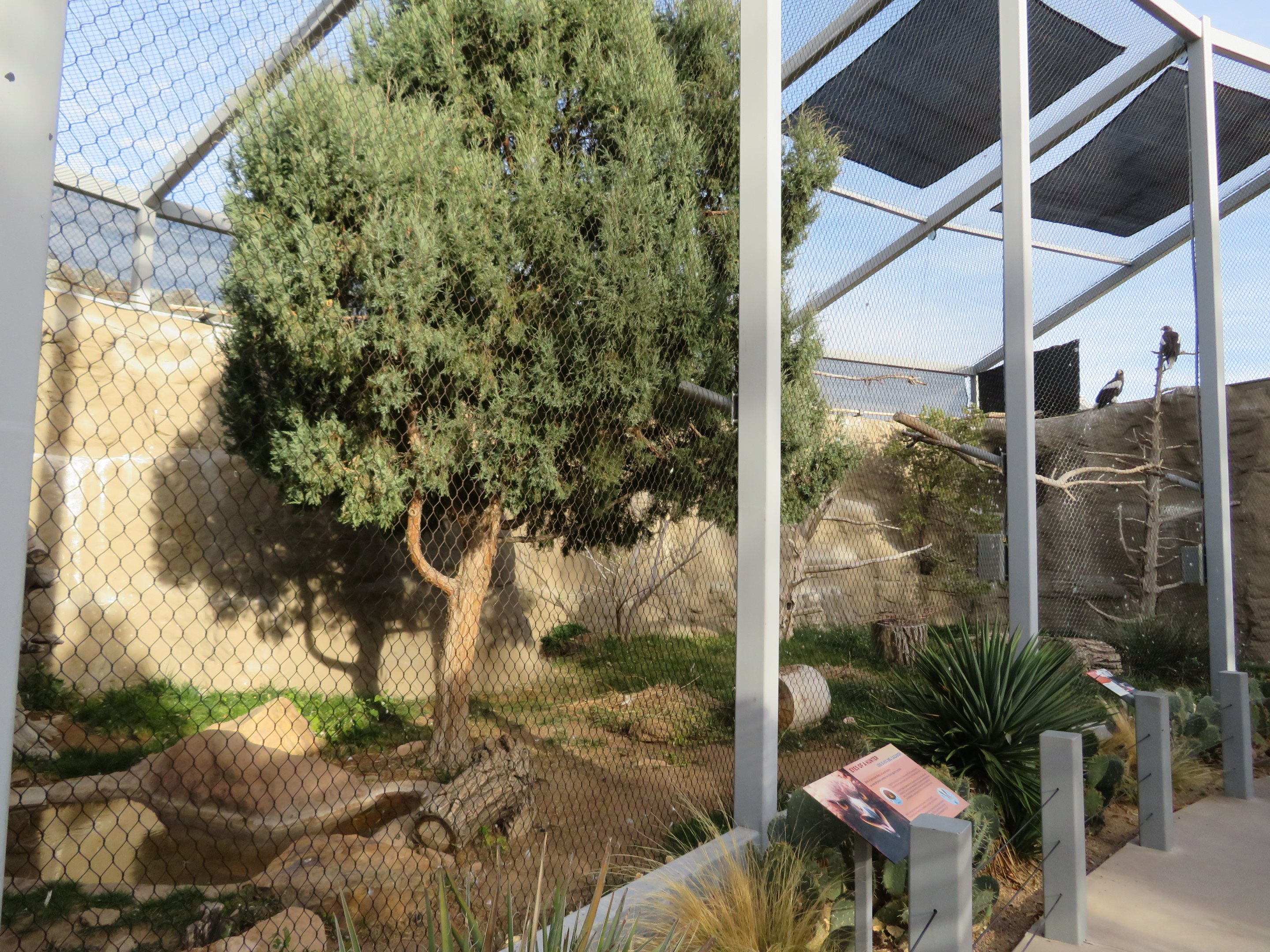 Steller's Sea-Eagle Aviary