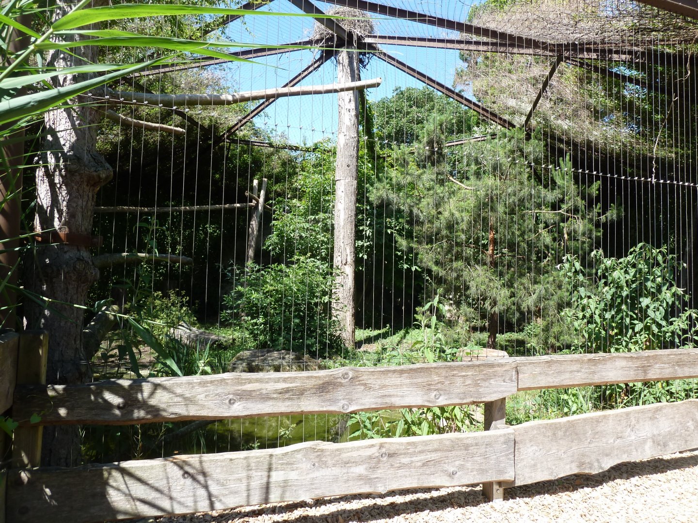 Stellers' sea eagle aviary