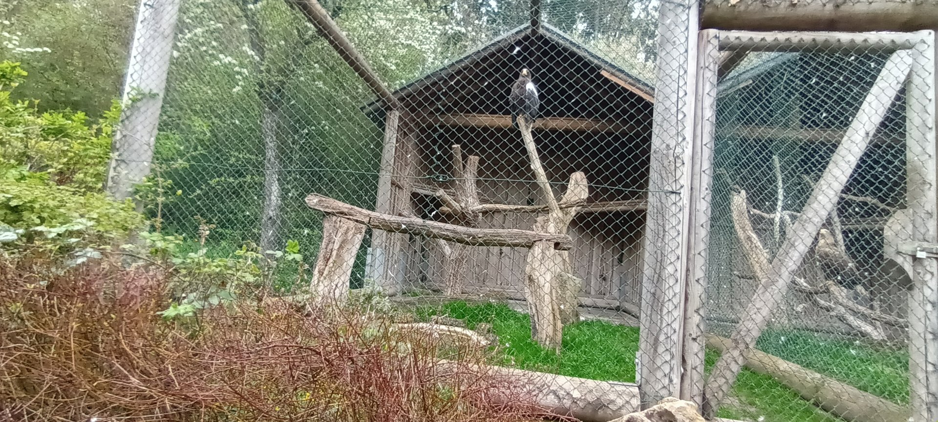 Stellers Sea Eagle Aviary