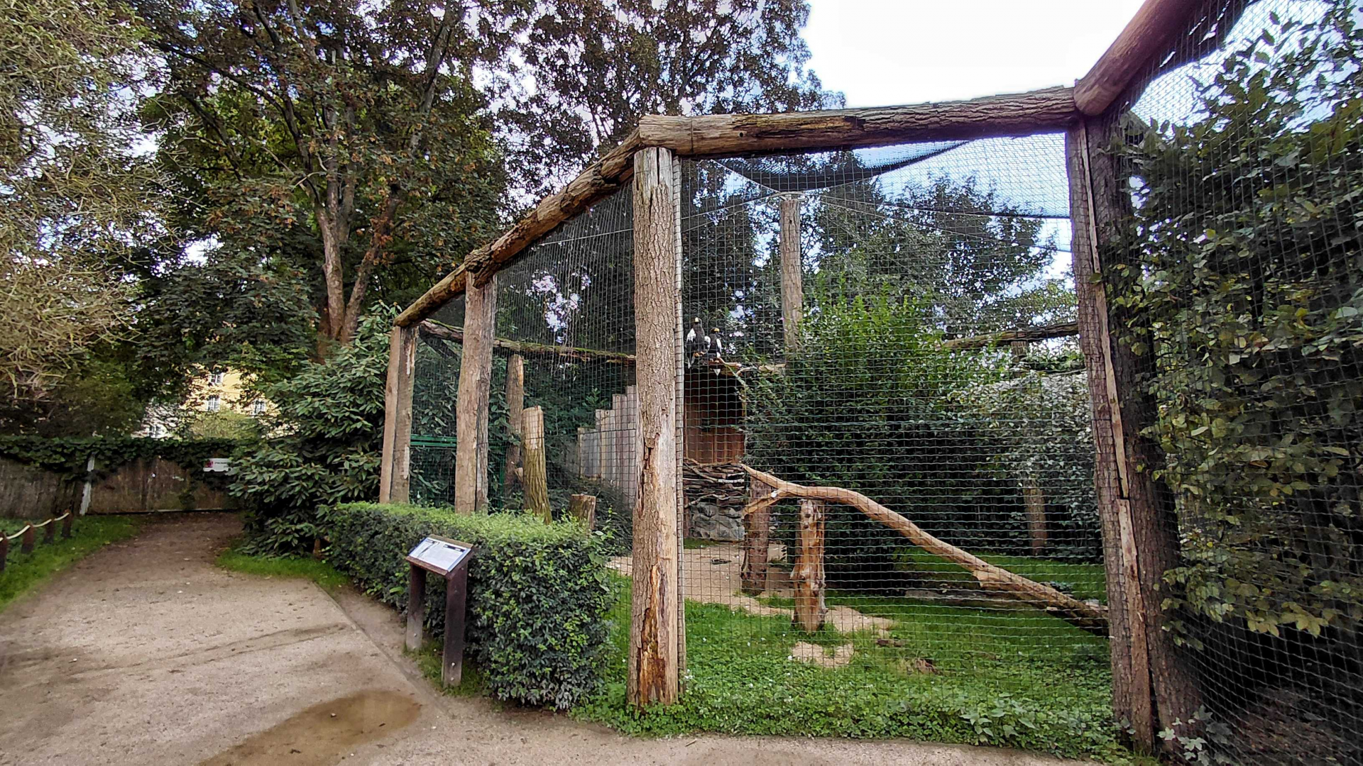 Steller's sea eagle aviary