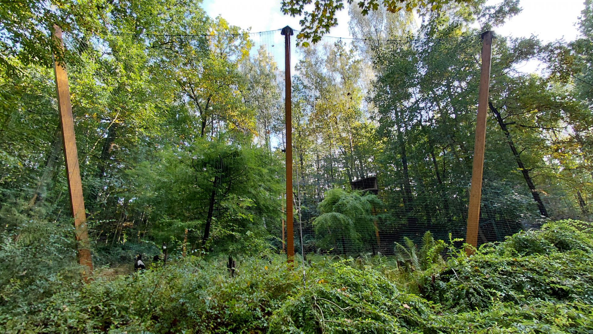 Steller's sea eagle aviary