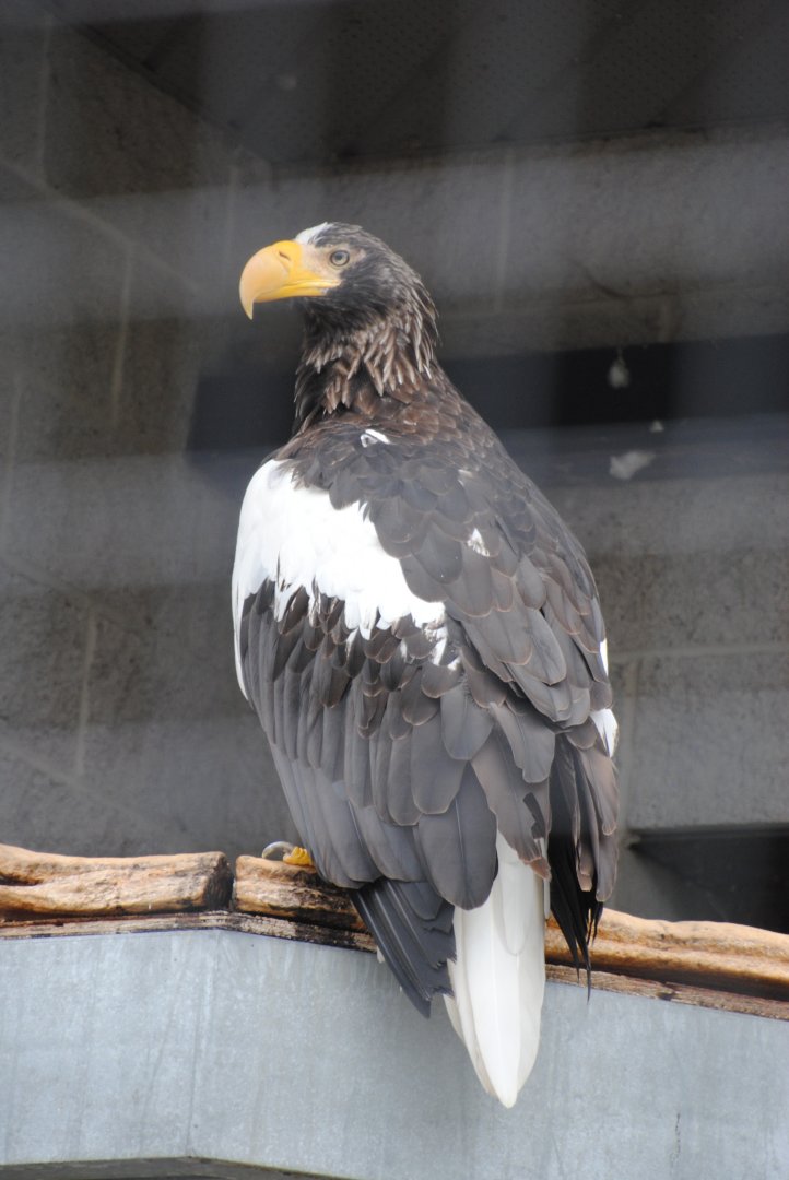 Steller's Sea-Eagle (birds of prey section)