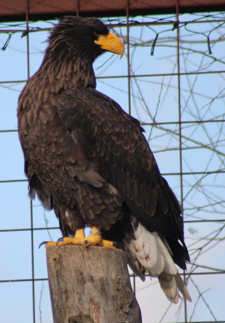Steller's sea-eagle - brown morph