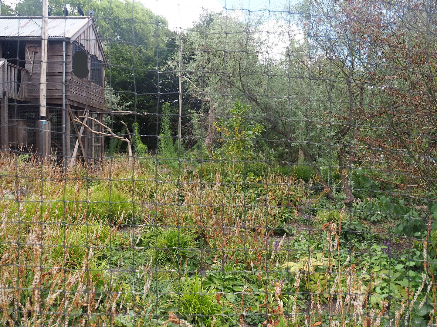 Steller's sea eagle, Common raven and Common black kite aviary, 2022-08-28