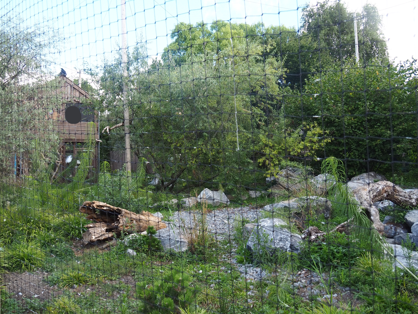 Steller's sea eagle, Common raven and Common black kite aviary, 2022-08-28