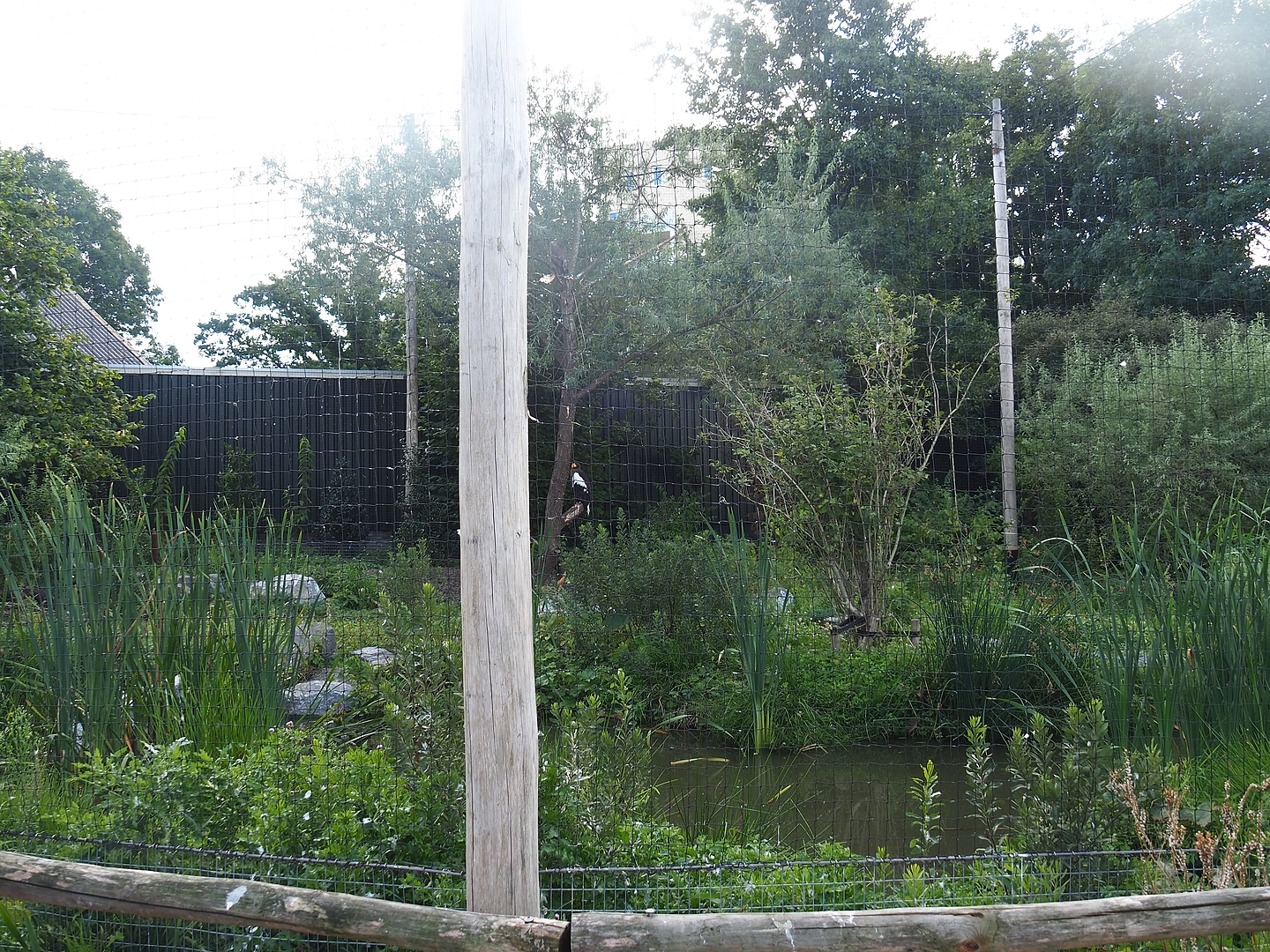 Steller's sea eagle, Common raven and Common black kite aviary, 2022-08-28