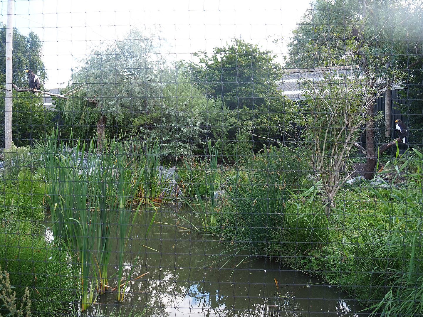 Steller's sea eagle, Common raven and Common black kite aviary, 2022-08-28