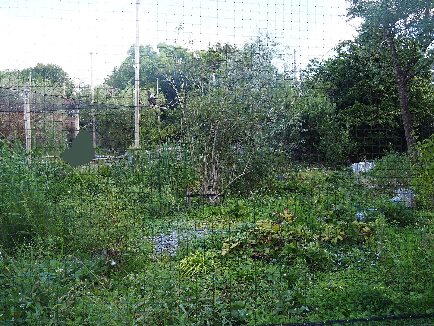 Steller's sea eagle, Common raven and Common black kite aviary, 2022-08-28