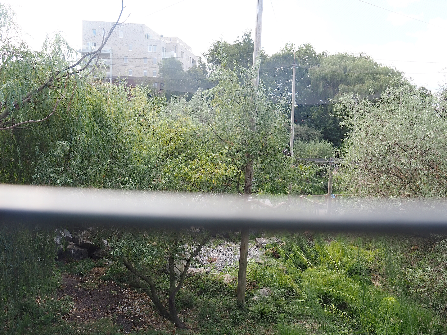 Steller's sea eagle, Common raven and Common black kite aviary seen from hunting cabin-themed viewing area, 2022-08-28