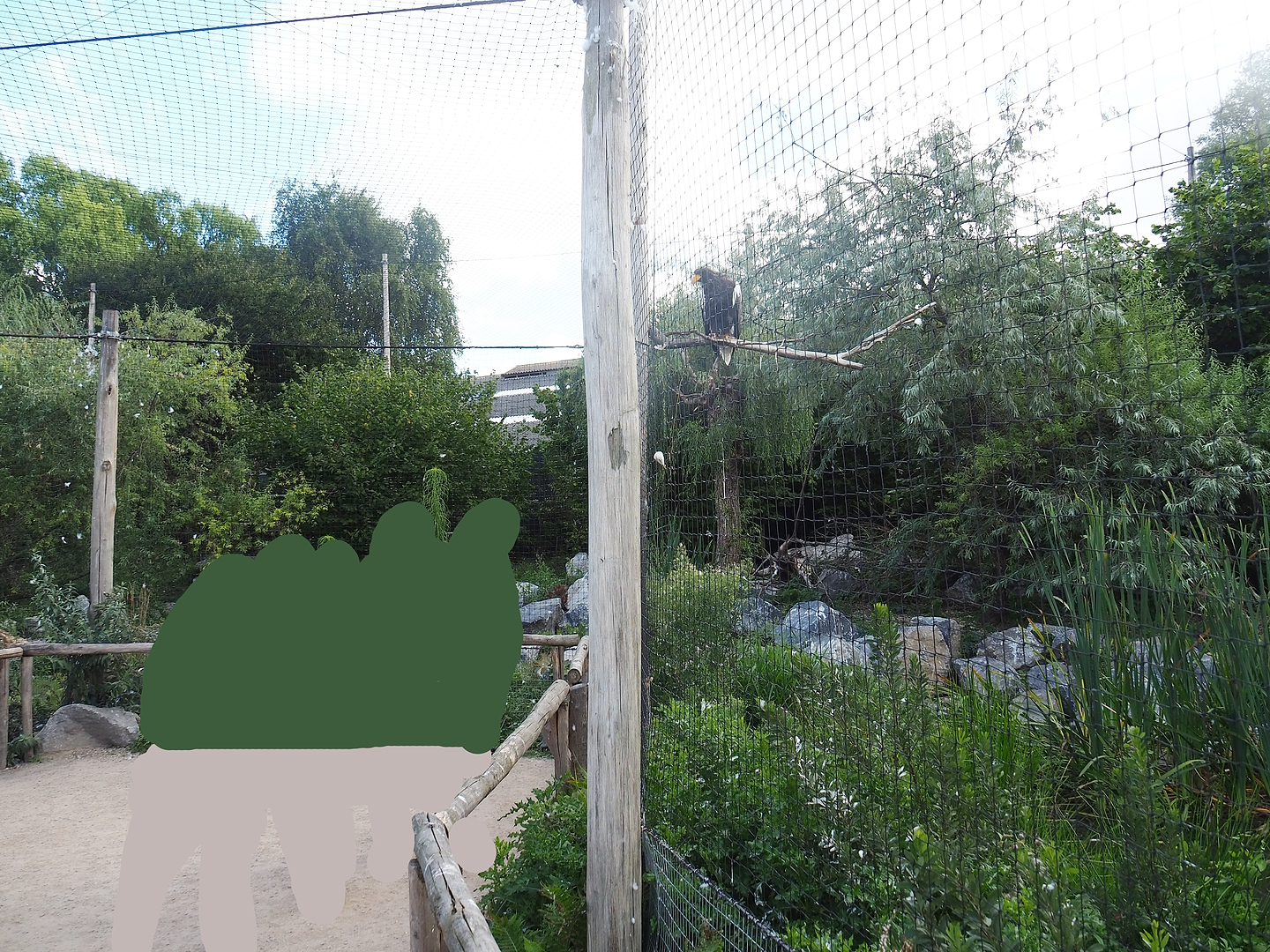 Steller's sea eagle, Common raven and Common black kite aviary with viewing area beneath aviary mesh, 2022-08-28