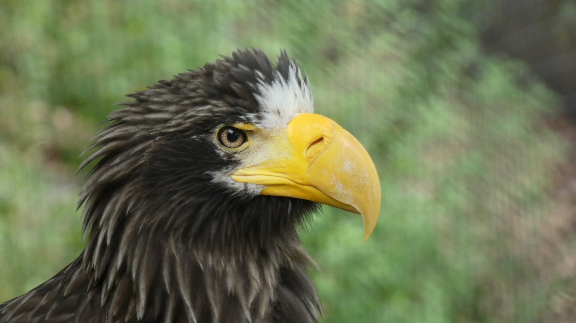Steller's Sea Eagle, Eagle Erie - Aug. 2021