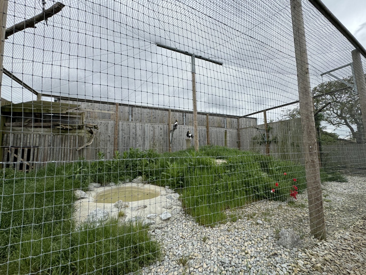 Steller's Sea Eagle Enclosure at Woodside Wildlife Park (May 2024)