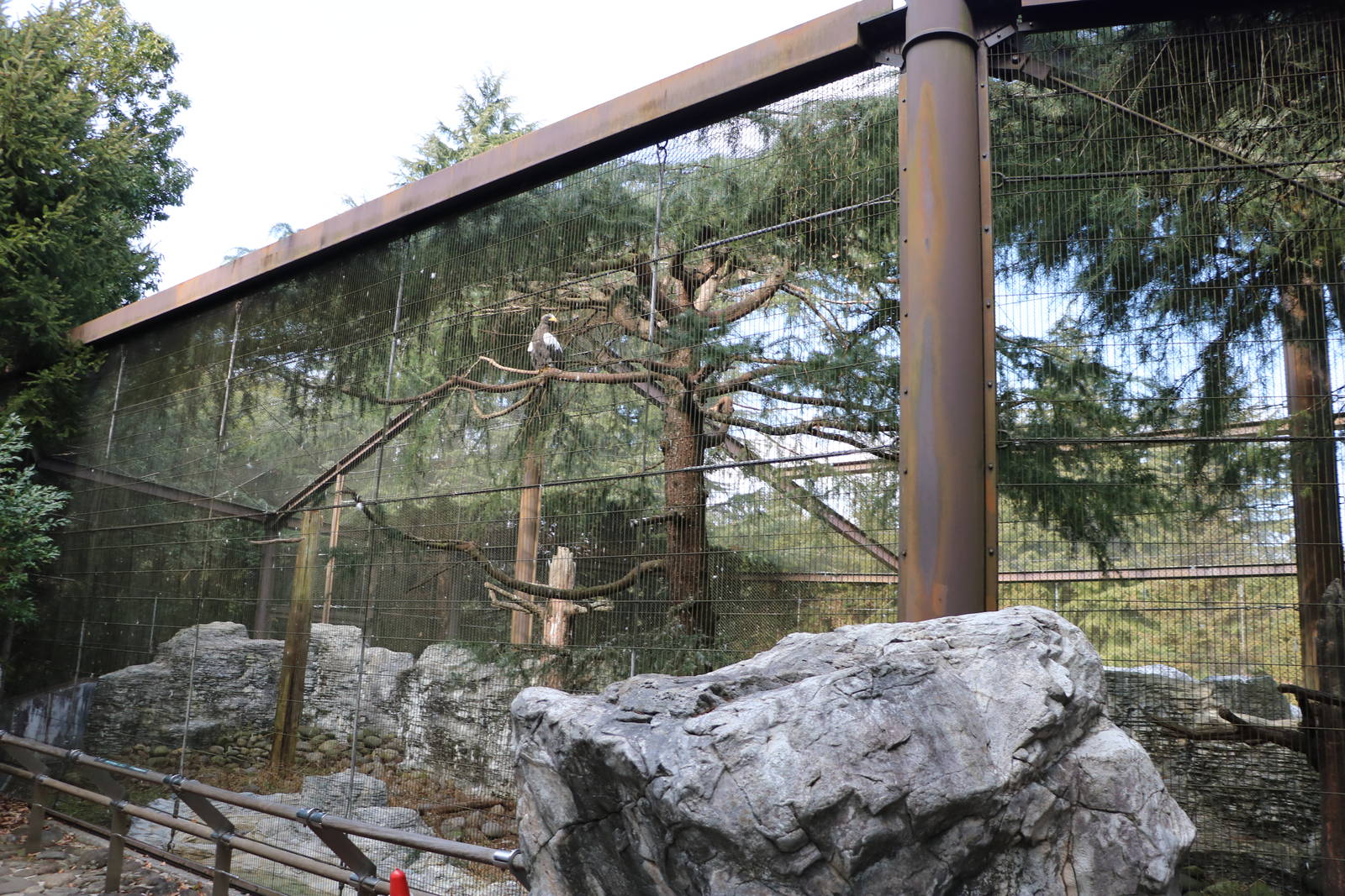 Steller's Sea Eagle enclosure, February 2016