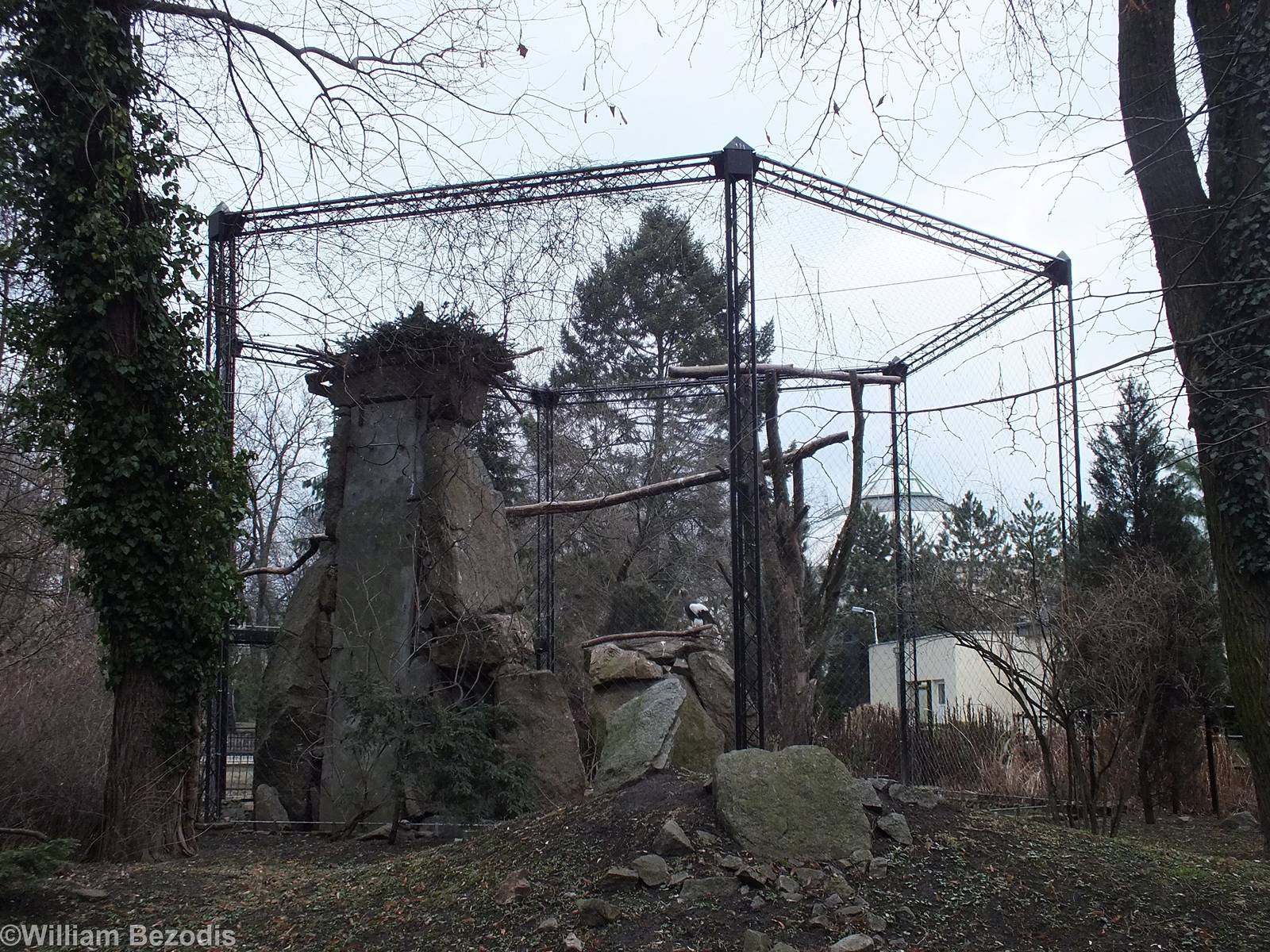 Steller's Sea Eagle Enclosure