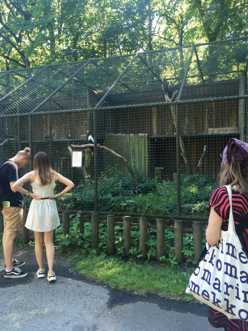Steller's sea eagle enclosure