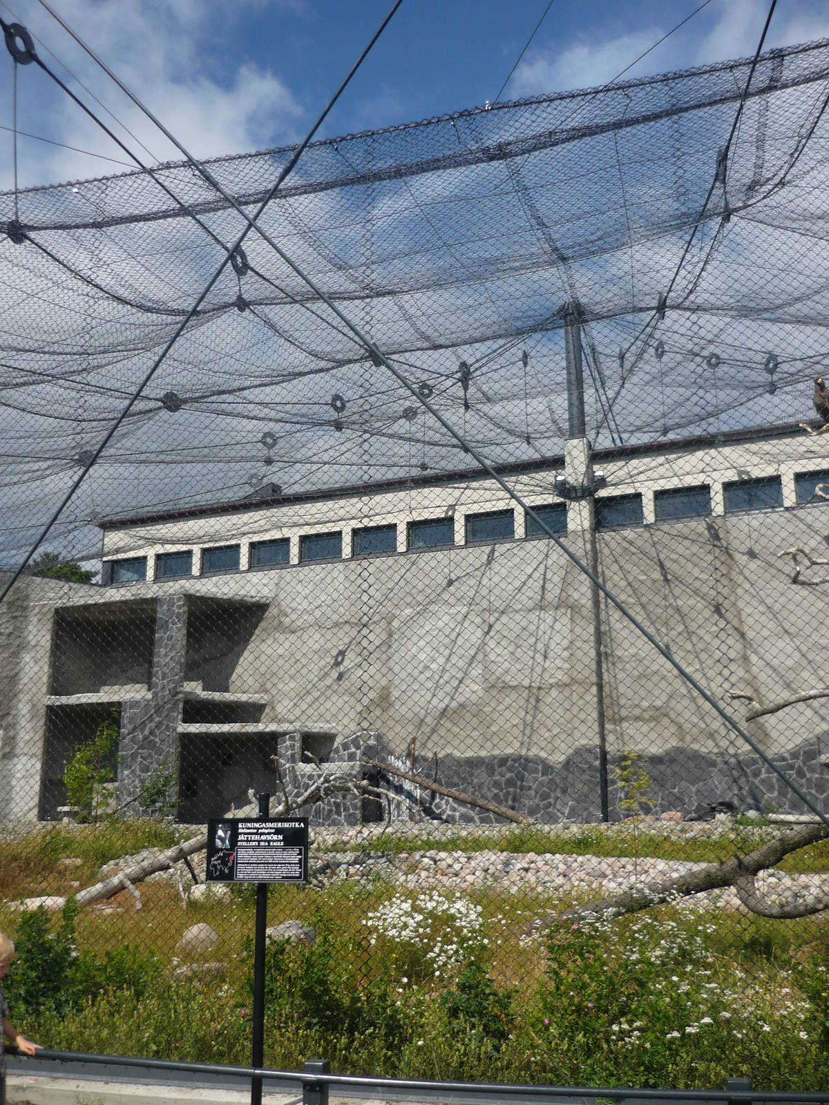 Steller's Sea Eagle Exhibit 2