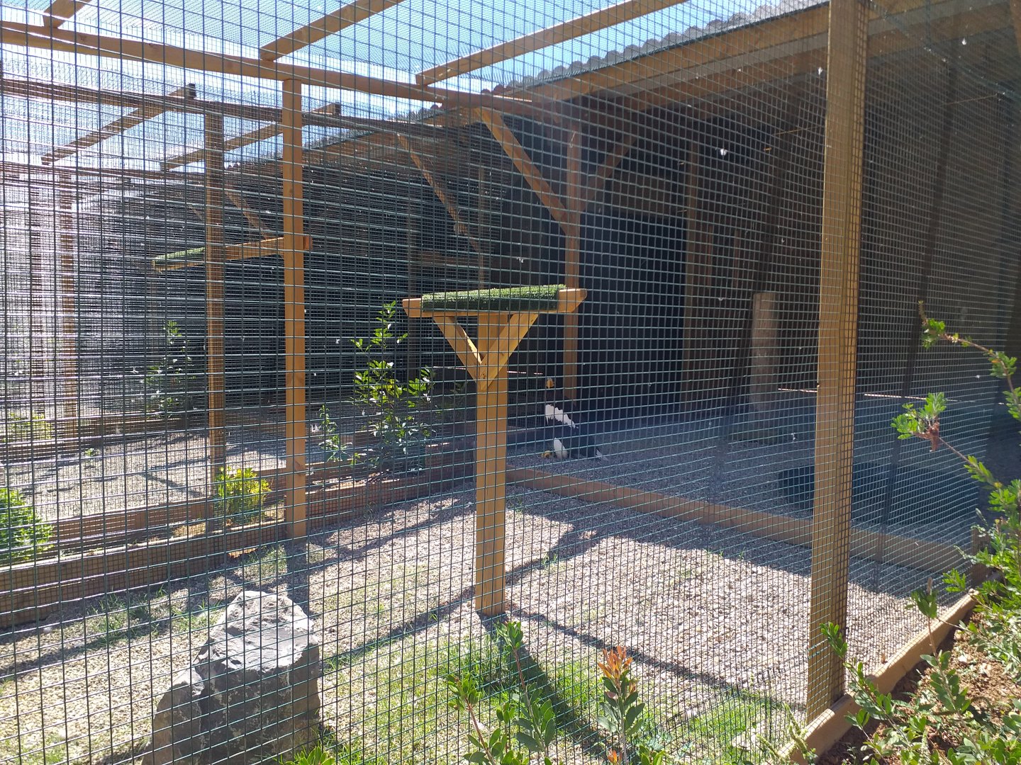 Steller's sea eagle exhibit -Sendaviva (2020)