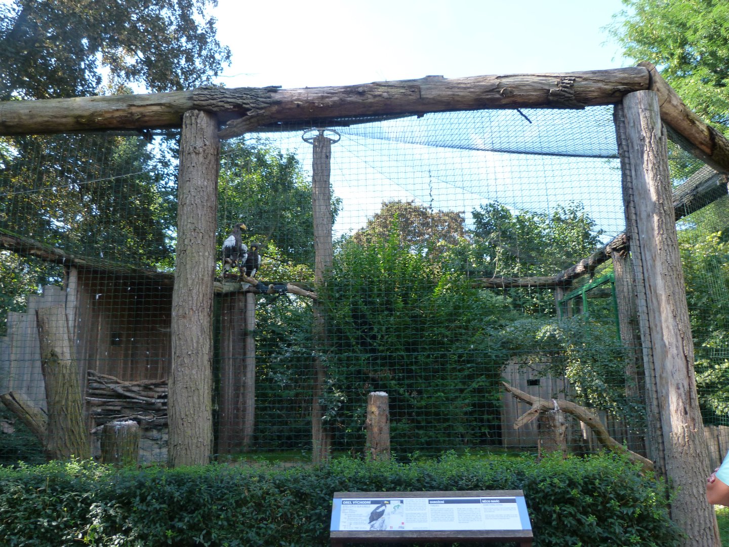 Steller's sea eagle exhibit -Zoo Praha (2025)