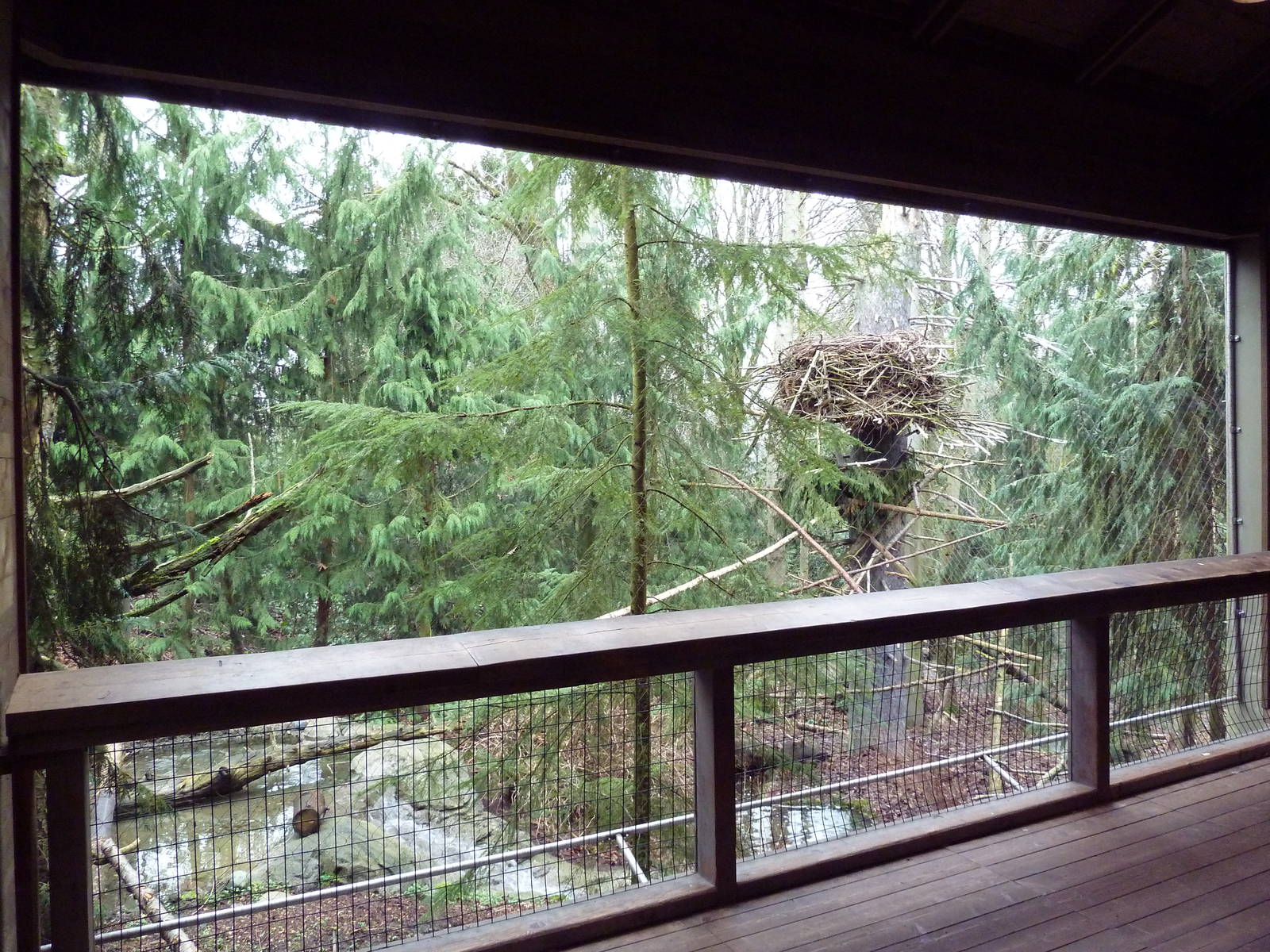 Steller's Sea Eagle Exhibit