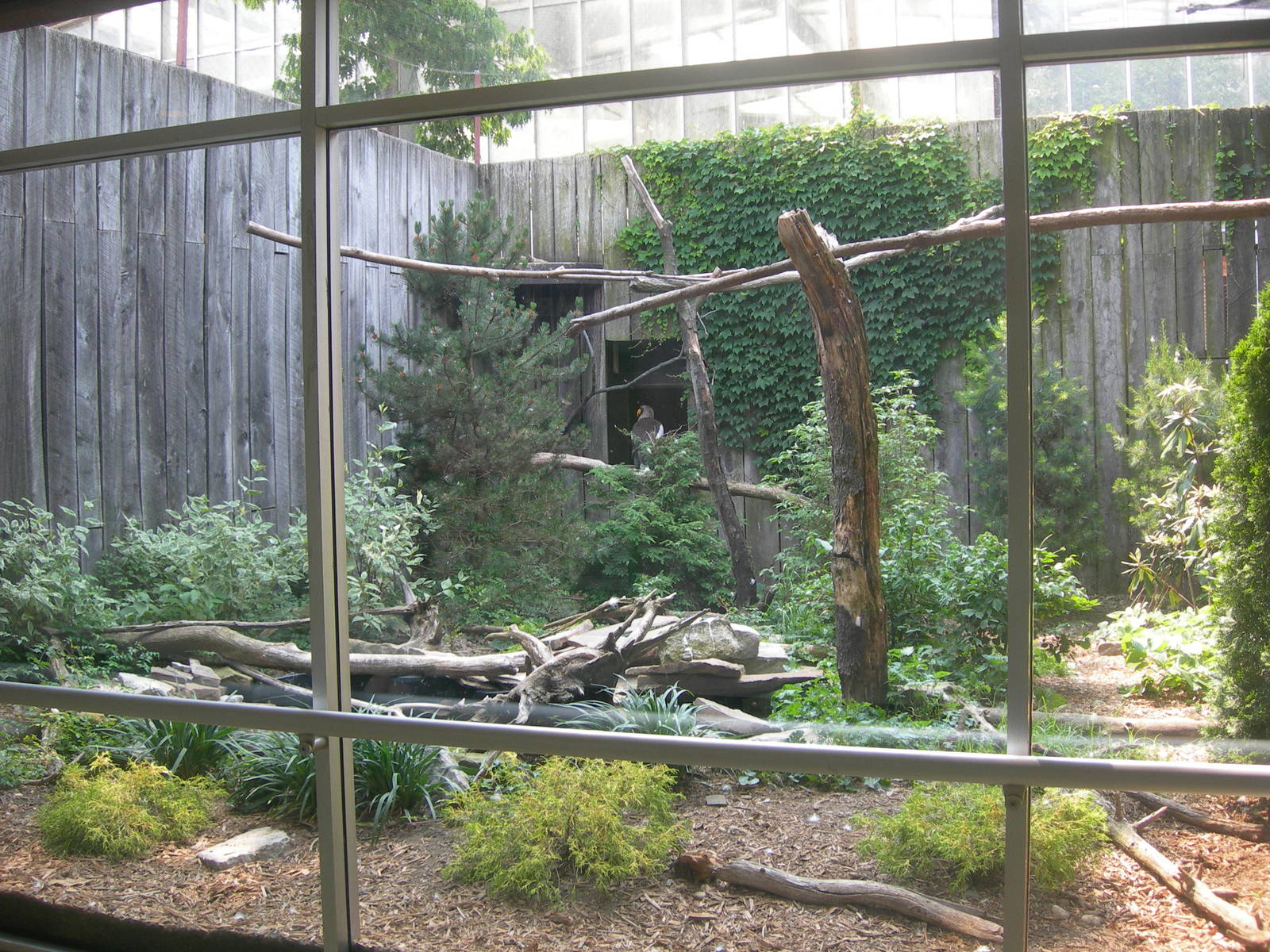 Steller's Sea Eagle Exhibit