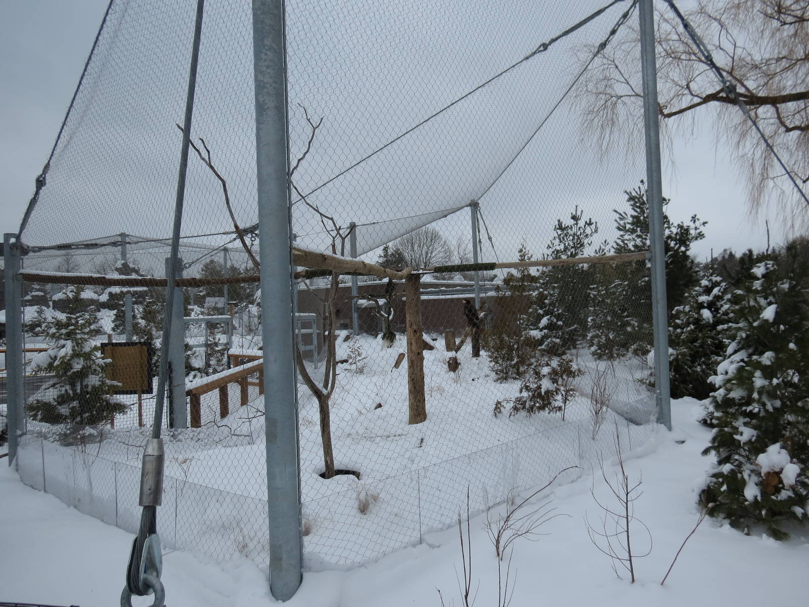 Steller's Sea Eagle exhibit