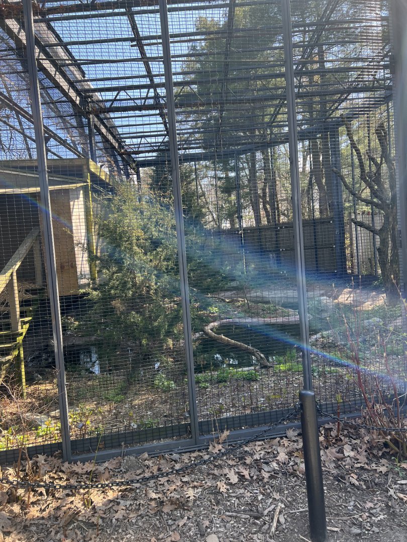 Steller’s Sea Eagle Exhibit