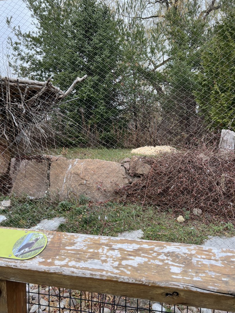 Steller’s Sea-Eagle Exhibit