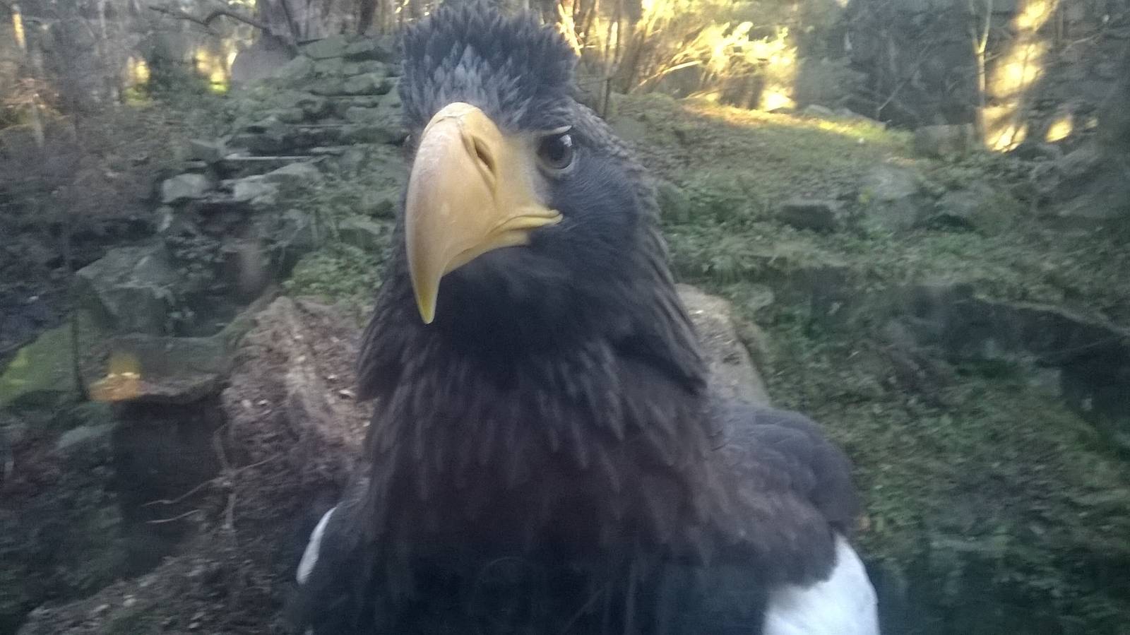 Steller's sea eagle (Haliaeetus pelagicus) 04/01/15
