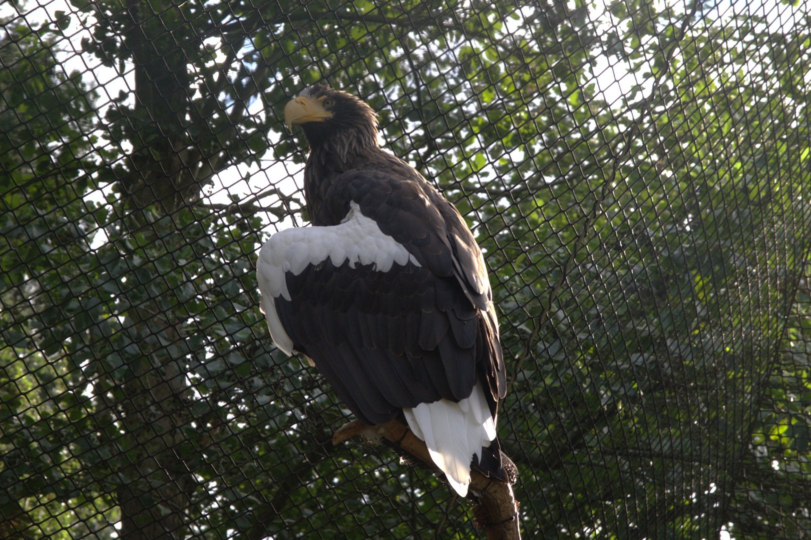 Steller's Sea Eagle (Haliaeetus pelagicus), 12-09-25