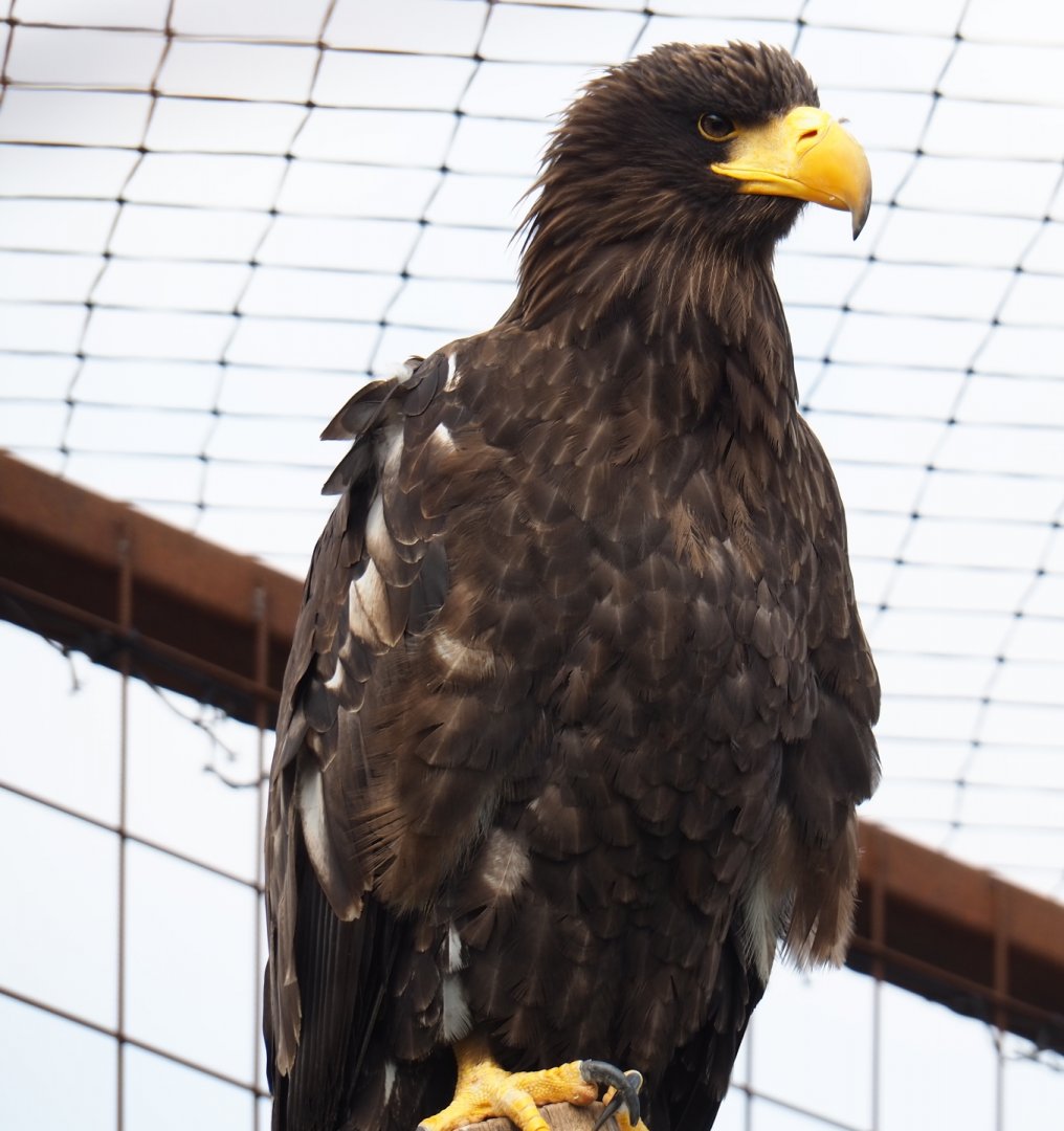 Steller's sea eagle (Haliaeetus pelagicus), 2019-04-06