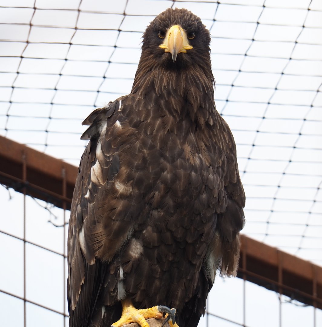 Steller's sea eagle (Haliaeetus pelagicus), 2019-04-06