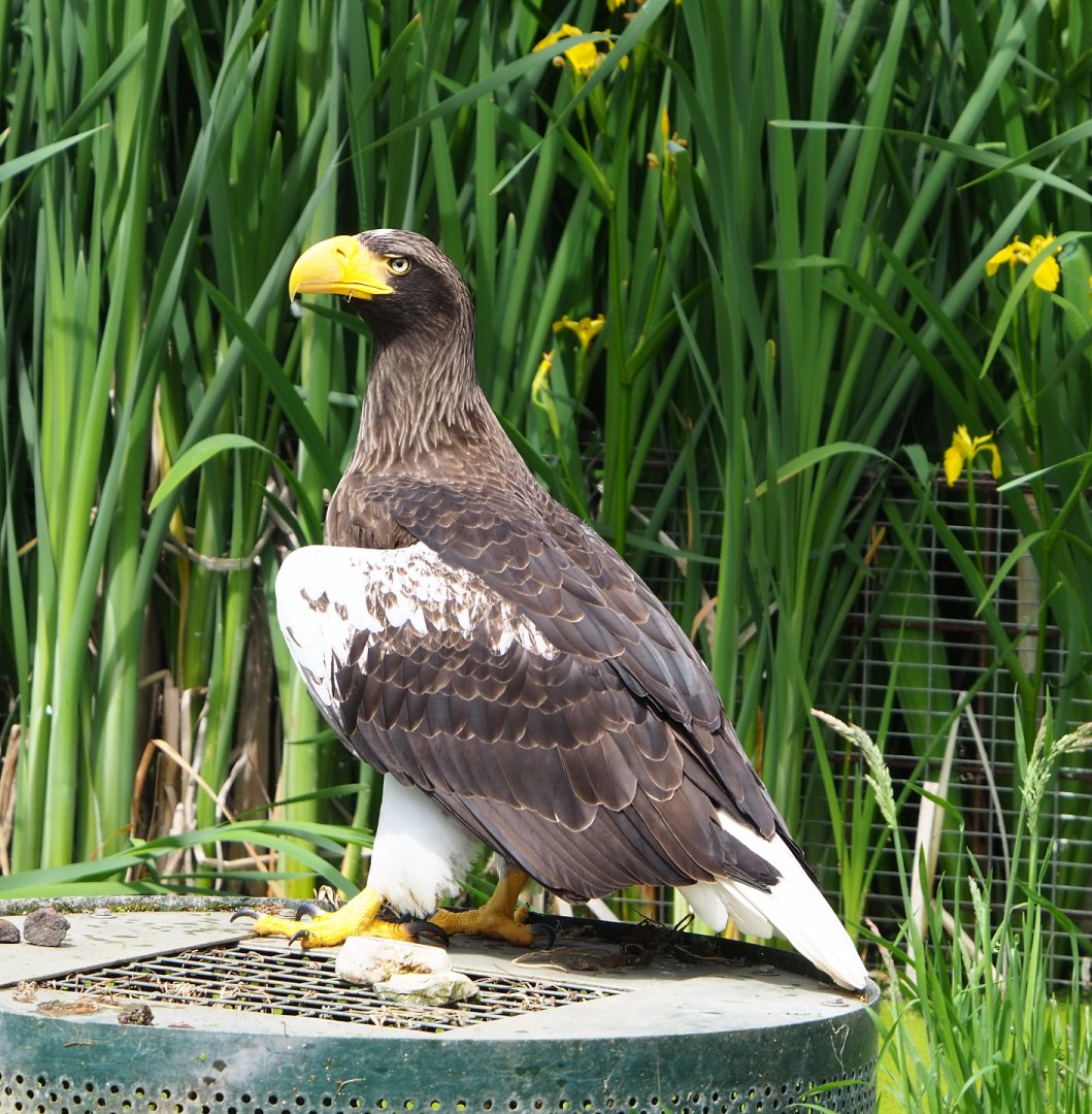 Steller's sea eagle (Haliaeetus pelagicus), 2022-05-17