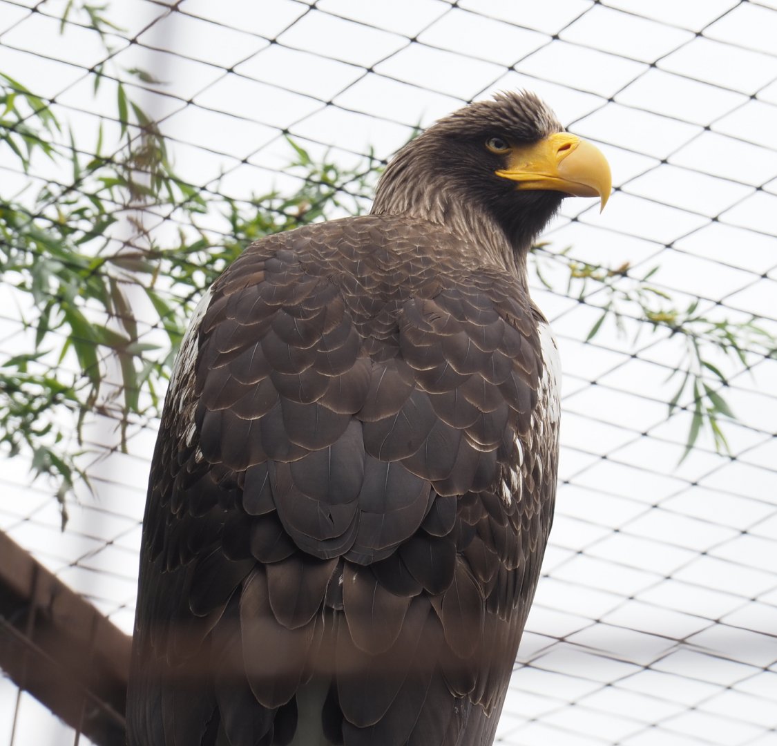 Steller's sea eagle (Haliaeetus pelagicus), 2022-05-17