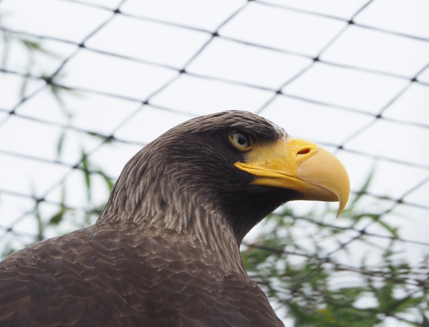 Steller's sea eagle (Haliaeetus pelagicus), 2022-05-17