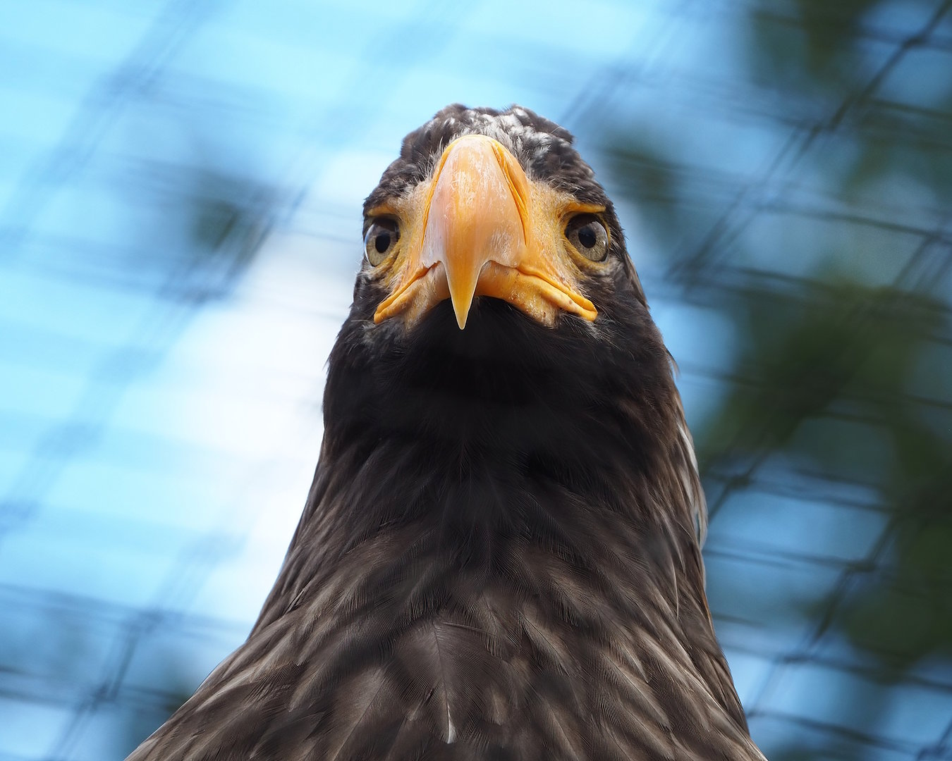Steller's sea eagle (Haliaeetus pelagicus), 2022-08-28