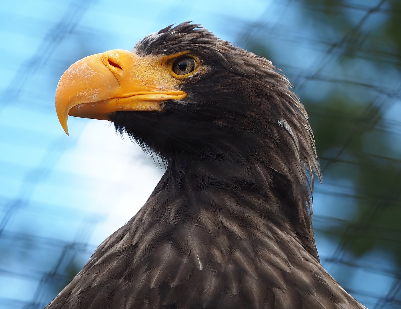 Steller's sea eagle (Haliaeetus pelagicus), 2022-08-28