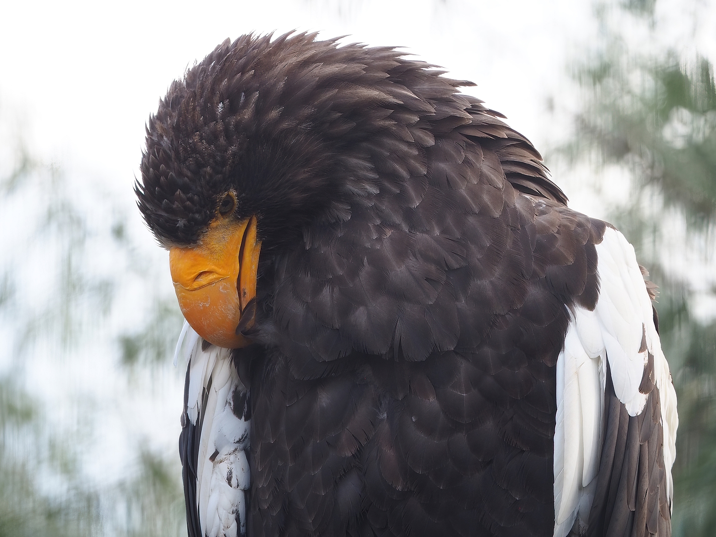 Steller's sea eagle (Haliaeetus pelagicus), 2022-08-28