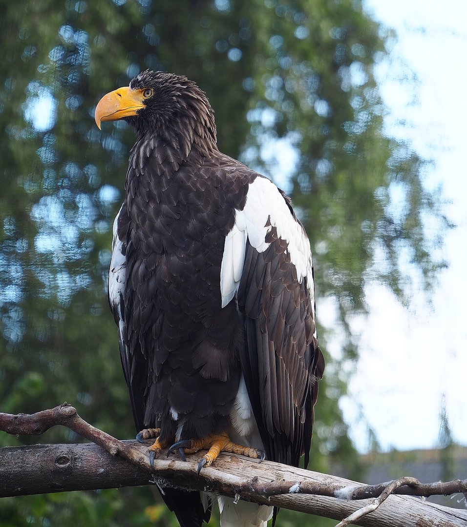 Steller's sea eagle (Haliaeetus pelagicus), 2022-08-28