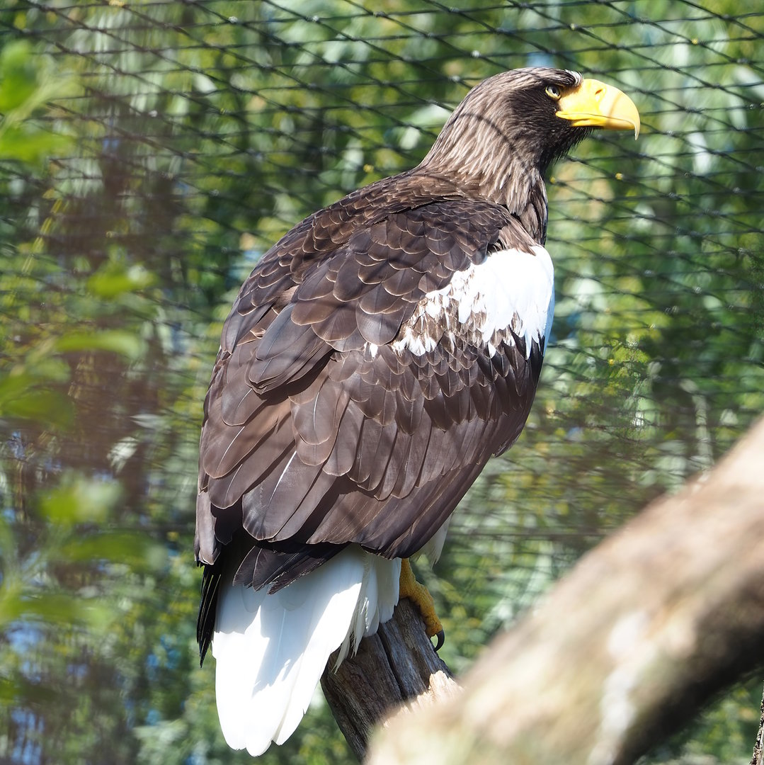 Steller's sea eagle (Haliaeetus pelagicus), 2023-05-31